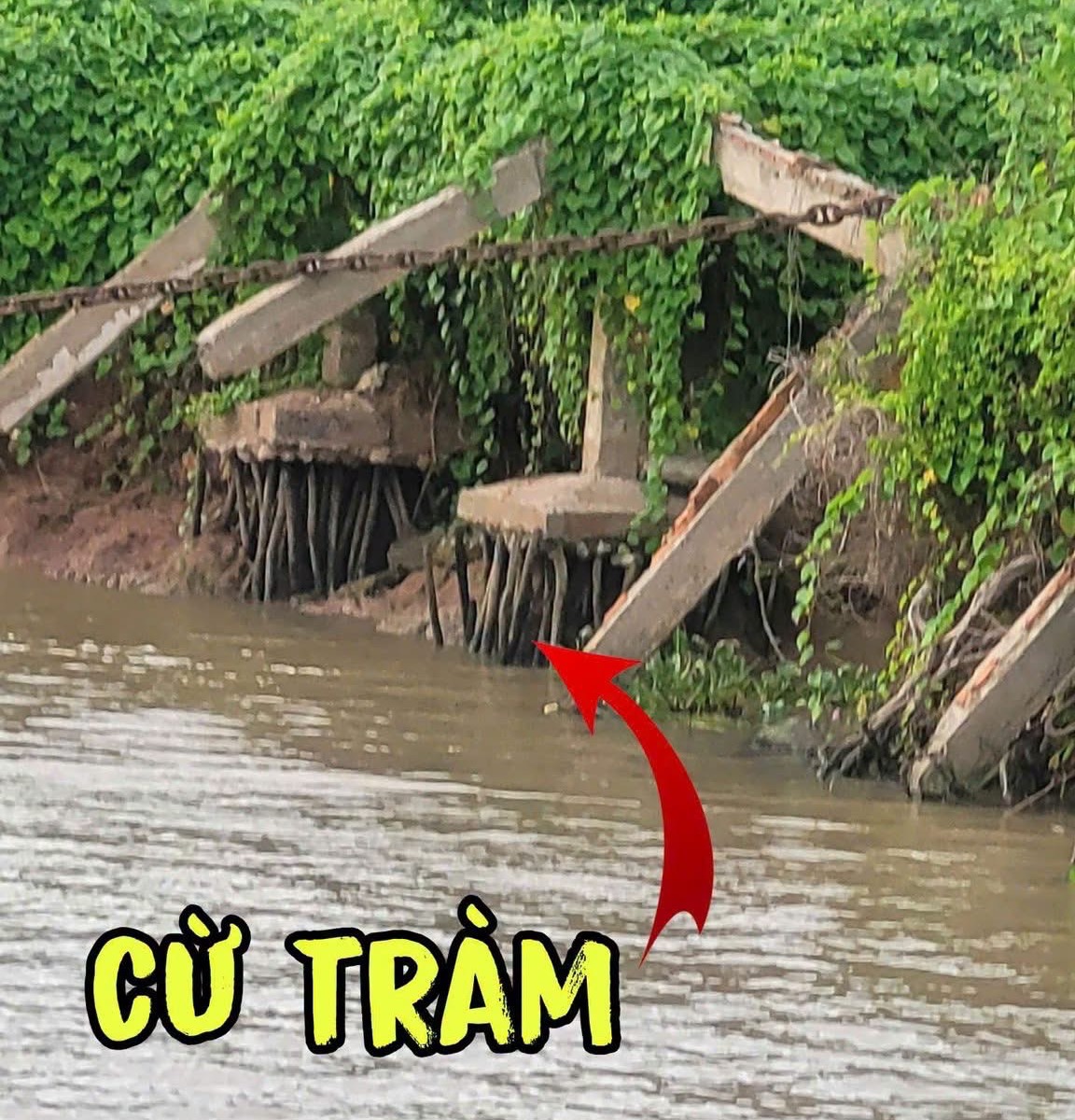 Cừ tràm là gì? Ứng dụng của cừ tràm trong xây dựng